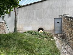 -卧龙中华大熊猫苑神树坪基地