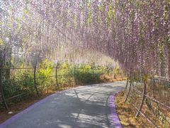 -大塘金香草谷