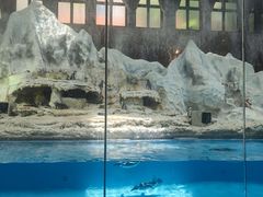 -帝企鹅自助餐厅•儿童岛•真企鹅(长隆企鹅酒店)