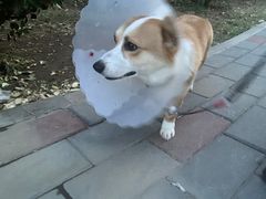 -北京恒爱动物医院(清景园分院)