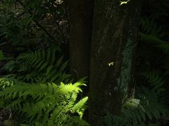 -青龙山国家森林公园