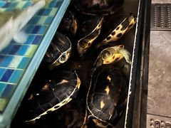 -农汤老店(顺联公园里店)