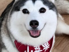 -Husky Go! 哈士奇体验馆·宠物咖啡厅狗咖