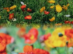 -共青国家森林公园-南大门停车场