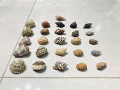 -临高角