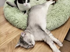 -有喵·猫咖·狗咖·30几只猫10只小狗(岗厦店)