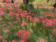 -杭州植物园
