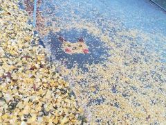 -章记正宗南岗鱼蛋火锅