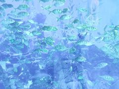 -哈尔滨波塞冬海底世界