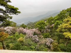-梧桐山风景名胜区