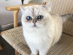 -喵屿·大理花园猫咖