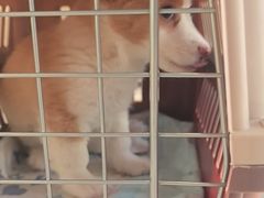 -艾贝尔宠物医院·24H转诊中心·肿瘤猫专科(江宁双龙店)