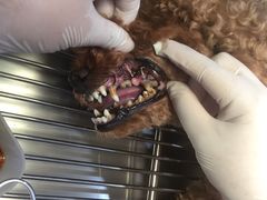 -荣耀金沙动物医院(清江西路店)