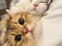 -猫大福·Fortune Cat猫舍(百子湾店)