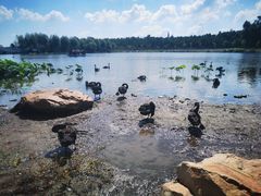 -长春市南湖公园