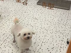 -BABIT巴比特宠物(MOMOPARK店)