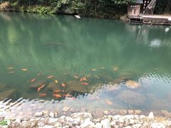 -祁门牯牛降观音堂风景区