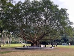 -深圳仙湖植物园