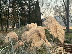 -泰丰公园