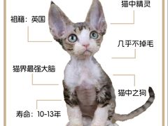 -山宅一喵德文卷毛猫舍