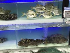 水产区-盒马鲜生(宝地店)