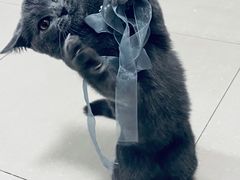 -屋虎猫馆(宝安大仟里店)