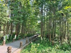 -桤木河湿地公园