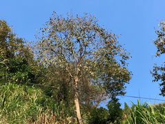 -楠溪江风景名胜区