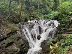 -莫里热带雨林景区