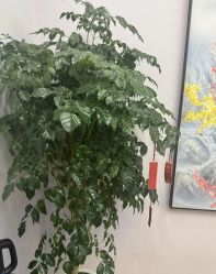 -紫琪尔胸部养护中心