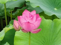 -莲花池公园