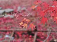 -崂山九水游览区