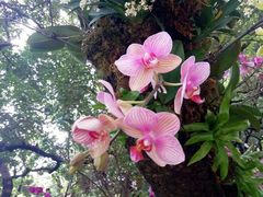 -荔香公园