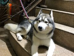 -more than meow吴止猫主题餐厅(承德 中船汇店)