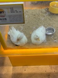 -神奇动物撸宠馆·羊驼·小浣熊·异宠(豫园店)