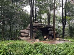 -中国大熊猫保护研究中心雅安碧峰峡基地