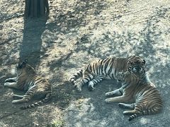 -大连森林动物园