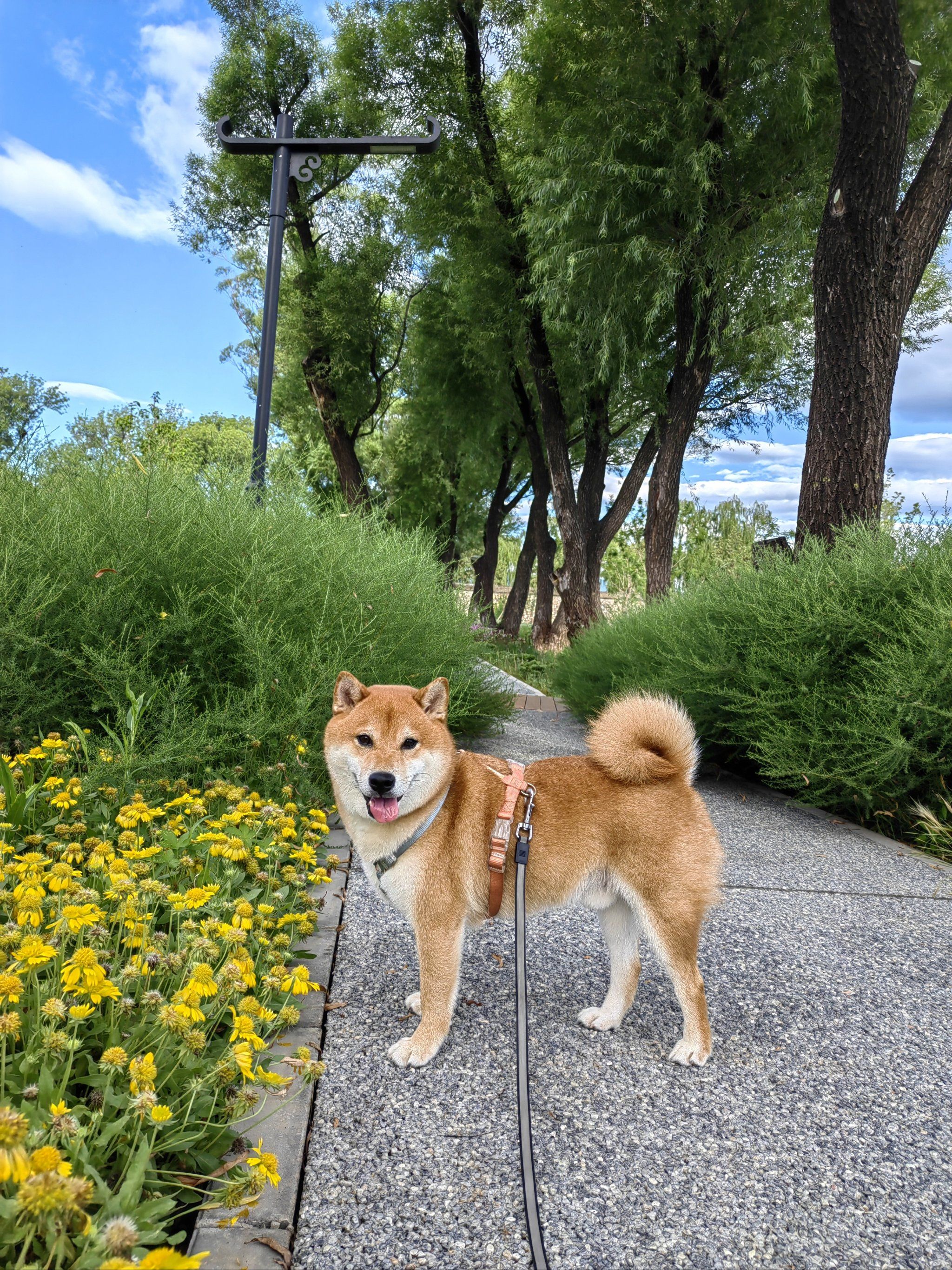 悠闲狗狗散步时欢快的玩耍