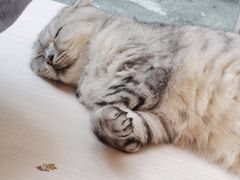 -猫咪派对(江南西店)