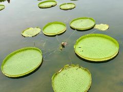 -荷塘月色湿地公园·向阳花洲
