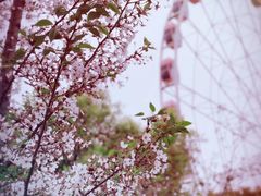 -顾村公园