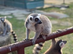 -杭州野生动物世界