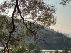 -深圳仙湖植物园