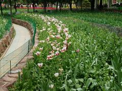 -洛阳郁金香牡丹园