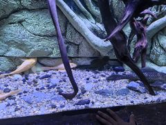 -上海海洋水族馆