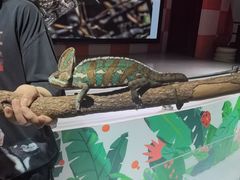 -上海大自然野生昆虫馆(东方明珠·爬宠昆虫探索中心)