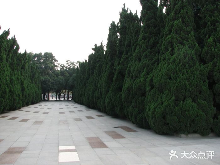 上海市龙华烈士陵园进门处的松柏图片