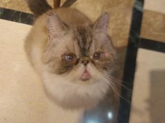 -猫色咖啡·猫咖
