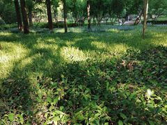 -徐家汇源景区-衡山公园