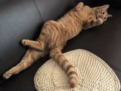-纳吉亚猫专科动物医院(康都外科中心)